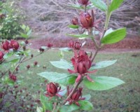 calycanthus floridus 2r.jpg